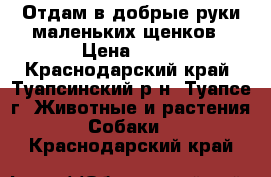 Отдам в добрые руки маленьких щенков › Цена ­ 10 - Краснодарский край, Туапсинский р-н, Туапсе г. Животные и растения » Собаки   . Краснодарский край